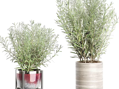 Decorative Potted Bonsai Olive Plants With Red Gradient Square Metal Stand And Wooden Cylindrical Pots 3d model