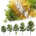 Lush Arbor Trees Featuring Green and Yellow Foliage in Row 3d model