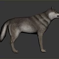 Game Movie Character 3D Wolf Model Standing Pose With Striped Fur Open Mouth