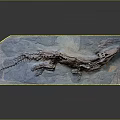 Ancient Reptile Fossil Preserving Organs And Hair Structures In Blue Stone Slab