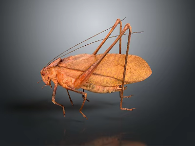 Brown Katydid With Long Antennae Legs And Detailed Wing Texture On Dark Background 3d model