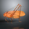 Brown Katydid With Long Antennae Legs And Detailed Wing Texture On Dark Background
