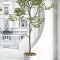 Lush Green Potted Bonsai Trees in White Striped Planters with Archway and Building View
