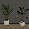 Potted Plants With Fan Palm And Large Green Leaves In White Pots On Wooden Table