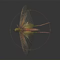 Grasshopper With Transparent Wings And Green Brown Body On Black Background 3d model