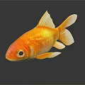 Bright Orange Goldfish With White Fins And Tail On Dark Background Surface