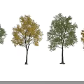 Four Ornamental Arbor Trees Featuring Green and Yellow Foliage Against Black Background