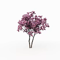 Lush Blooming Arbor Trees With Vibrant Purple Flowers And Dark Trunks
