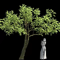 Green Leafy Tree With Forked Trunk And White Dress Female Statue On Black Background