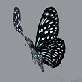 Black And Turquoise Flying Butterfly With White Spots On Spread Wings 3d model