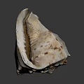 Brown And White Conch Shell With Spiky Edges And Textured Surface On Dark Background