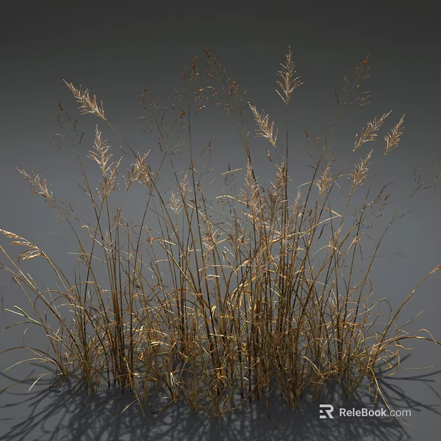 Graceful Tall Golden Grass with Wispy Leaves Against Gray Background 3d model 