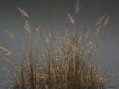 Graceful Tall Golden Grass with Wispy Leaves Against Gray Background 3d model