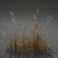 Graceful Tall Golden Grass with Wispy Leaves Against Gray Background