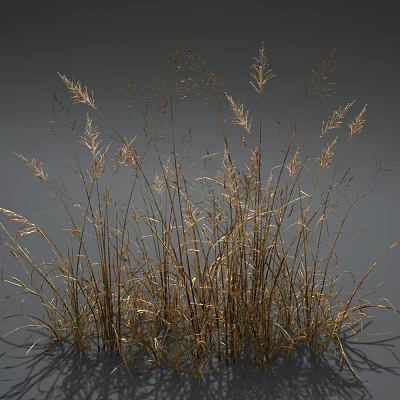 Graceful Tall Golden Grass with Wispy Leaves Against Gray Background 3d model