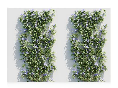 Modern Vine Plant 3d model