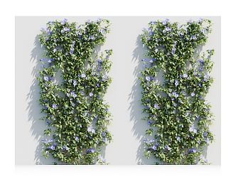 Modern Vine Plant 3d model