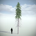 Tall Arbor With Green Foliage Standing Beside Person Silhouette Under Blue Sky And White Clouds