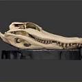 Detailed Crocodile Skull Skeleton Displayed With Anatomical Features On Black Base 3d model