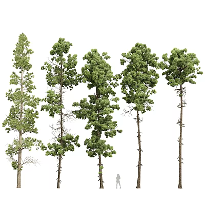 Various Types of Arbor Trees With Green Leaves and Different Trunk Shapes 3d model