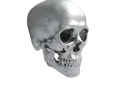 Detailed Silver Human Skull 3D Model With Realistic Surface Texture 3d model