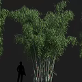 Tall Dense Green Bamboo Plants Growing With Person Silhouette Showing Height In Natural Background