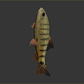 Catfish Carp Sturgeon Bass Freshwater Fish Various Carp Grass Carp Crucian Carp 3d model