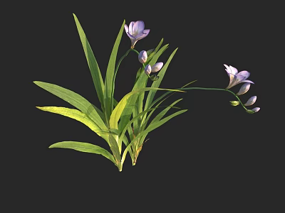 Delicate Purple Flowers With Long Green Leaves And Small Fresh Blossoms 3d model