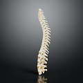 Human Spine Anatomy Model Showing Vertebral Column Structure and Details