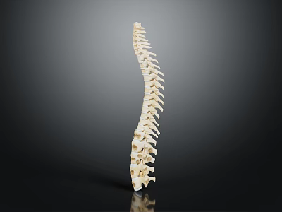 Human Spine Anatomy Model Showing Vertebral Column Structure and Details 3d model