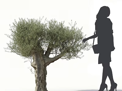 Silhouette of Woman Reaching to Touch Olive Tree with Thick Trunk and Lush Foliage 3d model