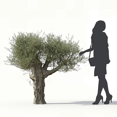Silhouette of Woman Reaching to Touch Olive Tree with Thick Trunk and Lush Foliage 3d model