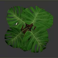 Monstera Plant With Lush Green Split Leaves In White Marble Pot