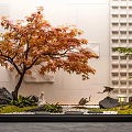 Tranquil Indoor Landscape With Orange Red Leaf Tree White Wall Grid Pattern Stones Crane Sculptures