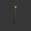 White Lily Flower With Green Stem And Leaves On Grey Background