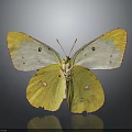 Yellow and White Butterfly with Spotted Wings and Reflection on Dark Background