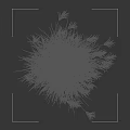 Ornamental Feather Grass With White Plumes In Black Background And Height Markers