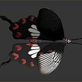 Modern Butterfly Colored Butterfly Tabby Butterfly Leaf Butterfly 3d model