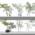 Stylish Vases With Green Foliage On Shelves Against White Wall Background
