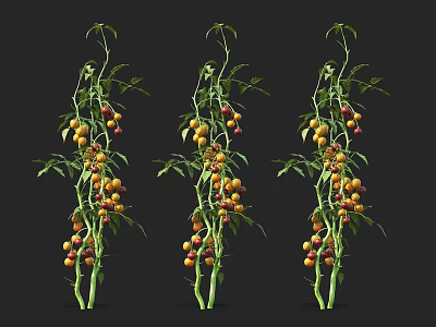 Three Fresh Tomato Plants With Yellow And Red Fruits On Black Background 3d model
