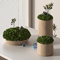 potted bryophytes 3d model