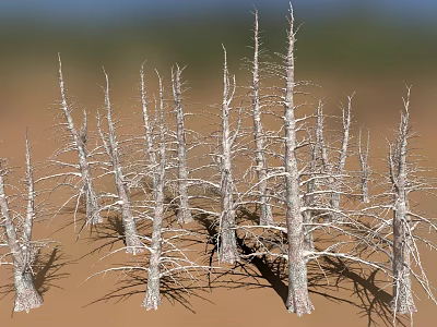 Dry Wooden Tree Trunks On Sandy Stone Ground Natural Landscape 3d model