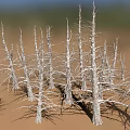 Dry Wooden Tree Trunks On Sandy Stone Ground Natural Landscape