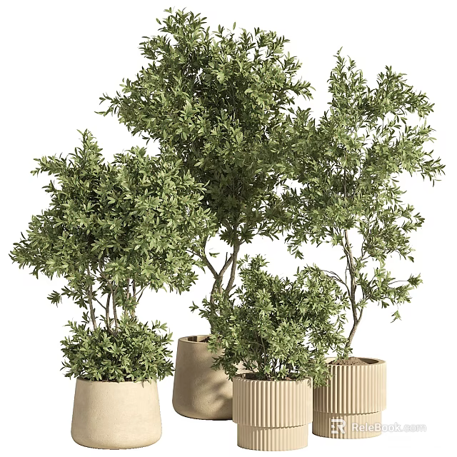 Indoor Bonsai Potted Plants with Lush Green Foliage in Beige Striped Texture Pots 3d model 