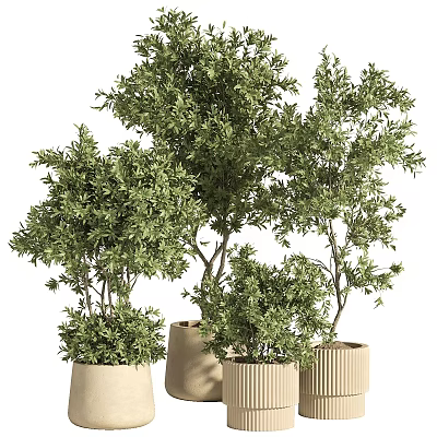 Indoor Bonsai Potted Plants with Lush Green Foliage in Beige Striped Texture Pots 3d model