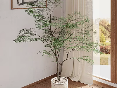 Elegant Indoor Green Plant in White Planter by Window with Curtain and Wooden Floor 3d model