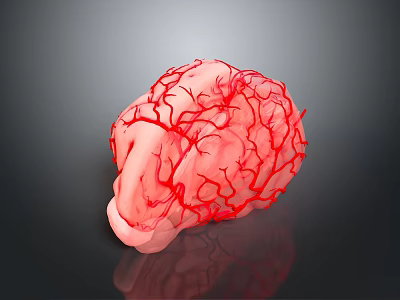 3D Anatomical Brain Model With Red Vascular Structure On Dark Background 3d model