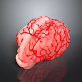 3D Anatomical Brain Model With Red Vascular Structure On Dark Background