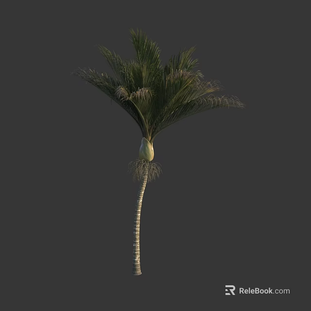 Tropical Palm Tree With Green Fronds And Slim Trunk Against Dark Background 3d model 