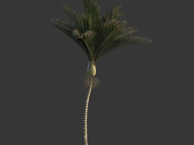 Tropical Palm Tree With Green Fronds And Slim Trunk Against Dark Background 3d model